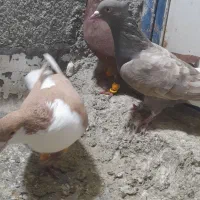 کفتر رنگی|پرنده|دشتابی, |دیوار