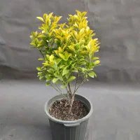 شمشاد طلایی /  ۵۰ سانتی/ سطل 10