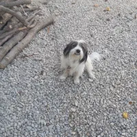 یک عدد پشمالو خارجی ب فروش میرسد