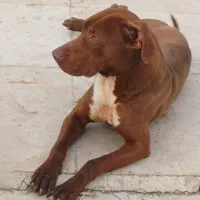 سگ پیت پول معاوضه با سهره  گوشی انگشتر سرهم میدم