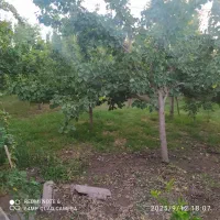 باغ|فروش خانه و ویلا|ابریشم, |دیوار