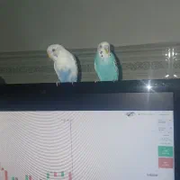 مرغ عشق گمشده