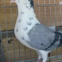 کبوتر دمگیر طاقی گلین کاکلی