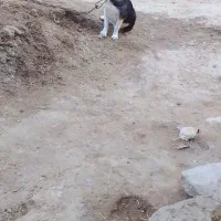 توله پا کوتاه (ماده) و جفت کبوتر|سگ|زهک, |دیوار