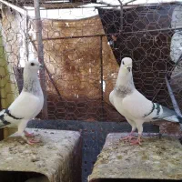 کفتر سبز|پرنده|اردکان, |دیوار