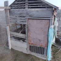 لانه مرغ و خروس و کبوتر|لوازم جانبی حیوانات|گمیشان, |دیوار