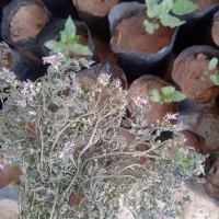 شاتره‌‌موجوده