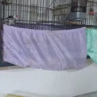 پرنده های مولد|پرنده|ری, ظهیرآباد|دیوار