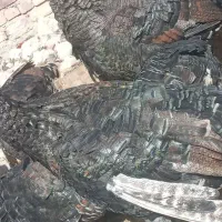 معاوضه با بزغاله گلابی