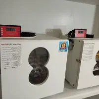 سازنده دستگاه جوجه کشی ارسالی از شیراز|لوازم جانبی حیوانات|مشهد, چهارباغ|دیوار