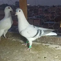 ساده افغانی کلکسیونی|پرنده|مشهد, توس (بلوار توس)|دیوار