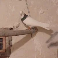 ۱۰ عدد کبوتر طوقی و نامور پراندنی