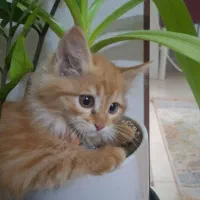 بچه گربه