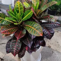 گل نخل مرداب اریکا شامادورا  آگلونما