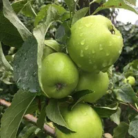 سیب سبز گلابی استوایی دراگون جکفروت|خدمات باغبانی و درختکاری|رشت, آزادگان|دیوار