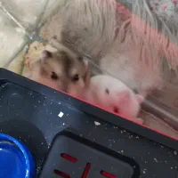 همستر|موش و خرگوش|کرمانشاه, |دیوار