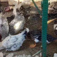 5جوجه مرغ محلی سالم|حیوانات مزرعه|کهنوج, |دیوار