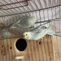 مرغ عشق رینبو رنگین کمانی جم