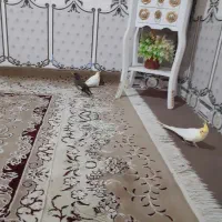 مینا|پرنده|ایرانشهر, |دیوار
