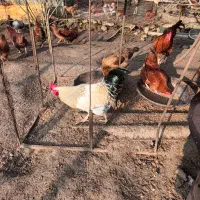 خروسهای محلی در رنگهای متفاوت|حیوانات مزرعه|کلاچای, |دیوار