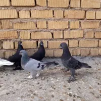 کفتر بهبونی هوایی|پرنده|بیضا, |دیوار