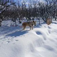 واگذاری سگ|سگ|مشگین شهر, |دیوار