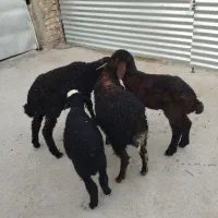 بره بره
