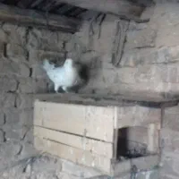 یک عدد کبوتر سرور نر