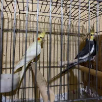 فروش عروس