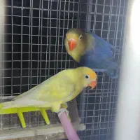 طوطی کوتوله مرغ عشق|پرنده|رفسنجان, |دیوار