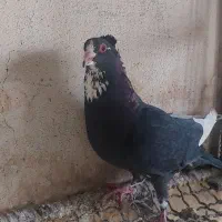 ماده پلنگ کلاهی