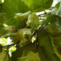 فندق درشت فرانسوی اعلا|خوردنی و آشامیدنی|تهران, ونک|دیوار
