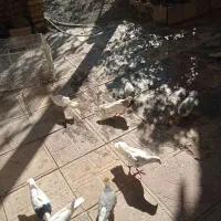 دوازده تا کبوتر پرشی|پرنده|سبزوار, قصبه شرقی|دیوار