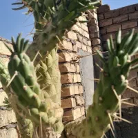 کاکتوس غول پیکر