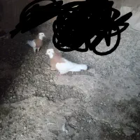 جفگایی