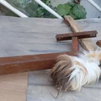 خوکچه هندی|موش و خرگوش|آستارا, |دیوار