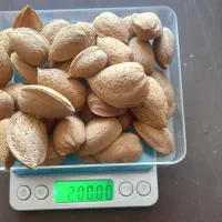 انواع بادام سنگی و مغز بادام ایرانی|عمده‌فروشی|قم, ارم|دیوار