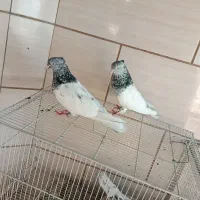کبوتر کله هوما هفت رنگ