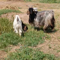 بزبزغالع نر