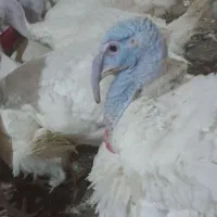 بوقلمون پرواری از 8 کیلو تا 20کیلو