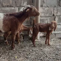 بز کهره‌دار
