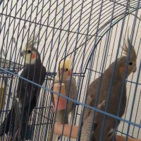 فروش عروس هلندی ،طوطی برزیلی و مرغ عشق