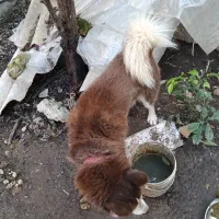 فروش سگ هاسکی پا کوتاه چش یخی با رنگ بدن قهوه اای|سگ|بابکان, |دیوار