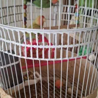 دو عدد کوتوله با تمام وسایل