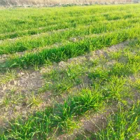 زمین اجاره ای جهت سیب زمینی و چغندر