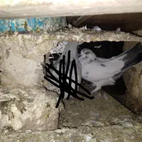 کبوتربالای۷ساعت|پرنده|اسلامآباد غرب, |دیوار