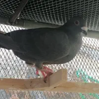 قره سوری معامله با ماده زاغ ذات کشکی