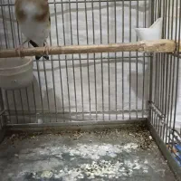 جوجه قفس سهره های قرص بخون گل بلند