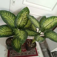 گلهای آپارتمانی باکیفیت سانسوریاوزامفولیاوپتوس