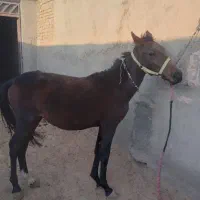 کره مادیون|اسب و تجهیزات اسبسواری|سبزوار, کوی گلستان|دیوار